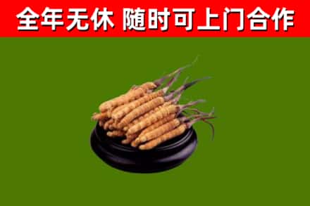 瀍河烟酒回收冬虫夏草.jpg