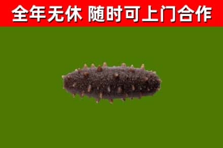 瀍河烟酒回收干海参.jpg
